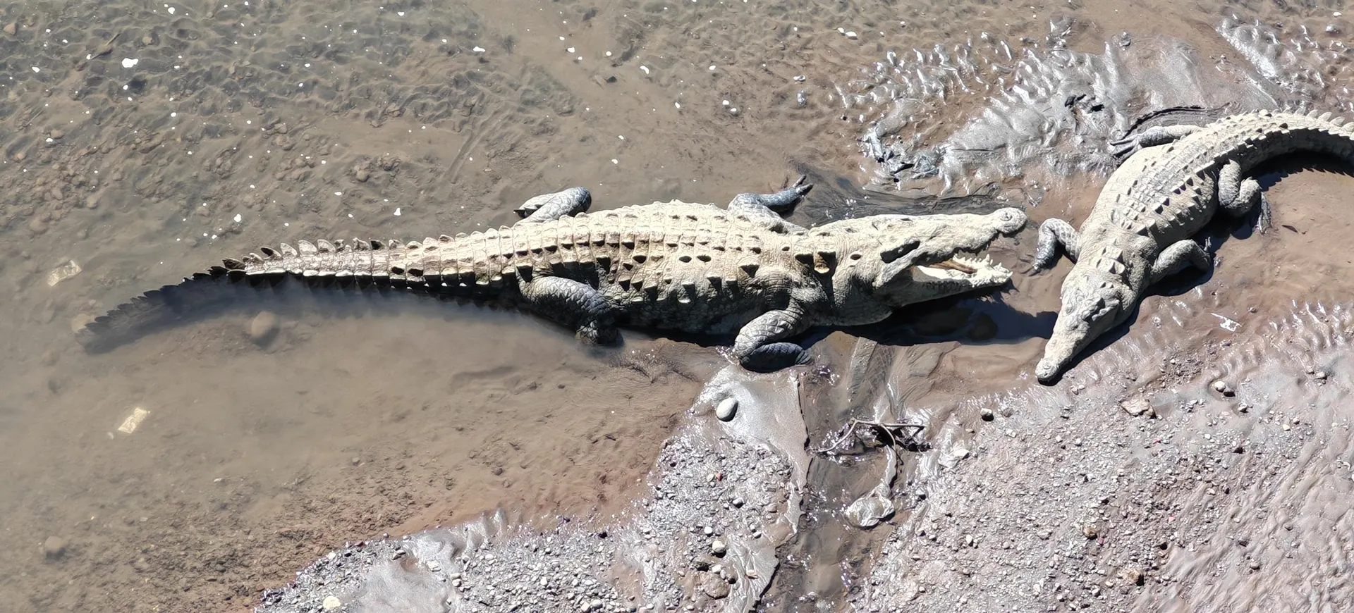 Crocodiles at the Tárcoles River