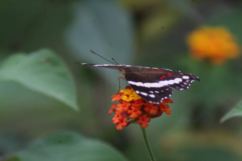 Butterfly on tropical flowers