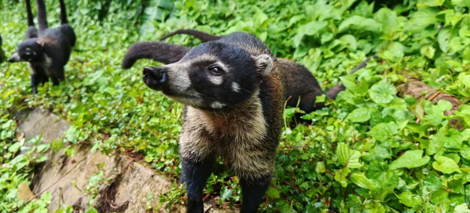 Sloth in Costa Rica