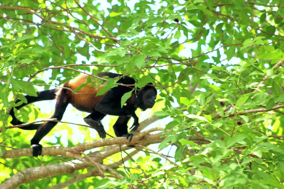 Monkey in the Costa Rican canopy