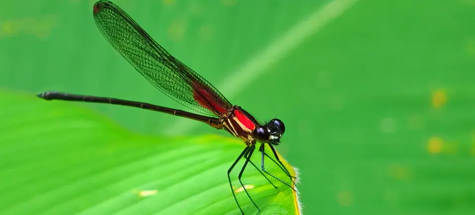 Red dragonfly on a leaf