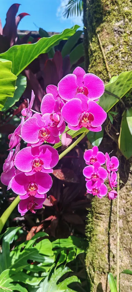 Wild orchids in Costa Rica