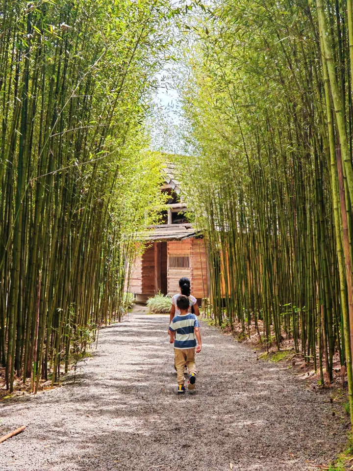 Bamboo-lined path