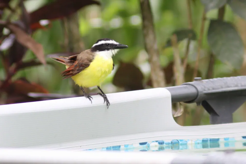 Great kiskadee bird