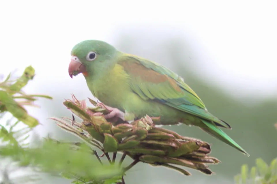 Green parakeet on a branch