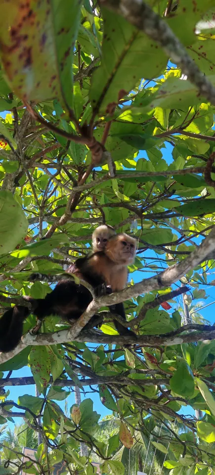 White-faced capuchin monkey in a tree