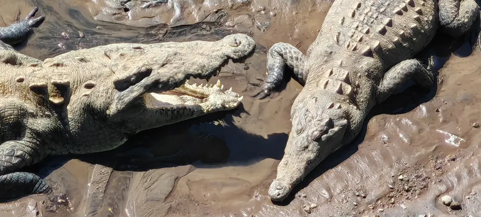Crocodiles resting on the Tárcoles riverbank