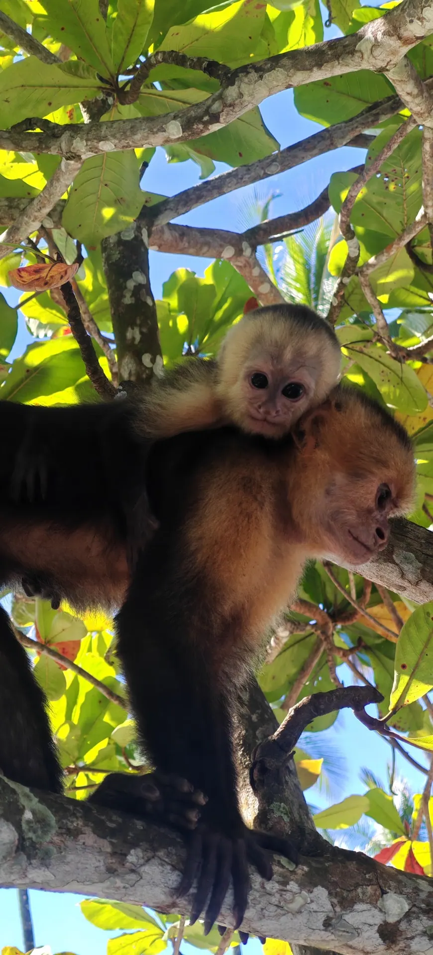 White-faced capuchin monkey