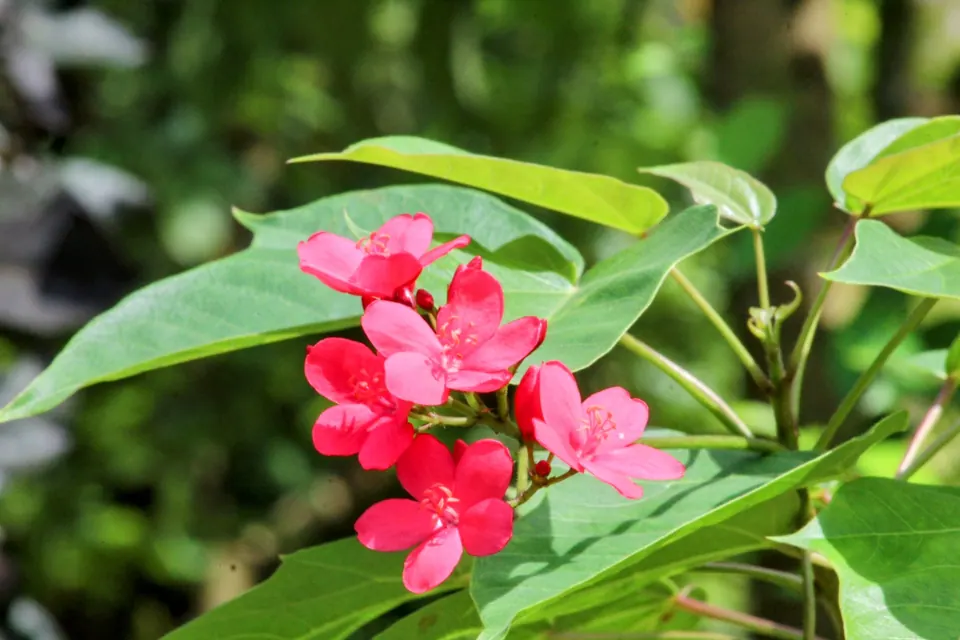 Tropical flower in Costa Rica