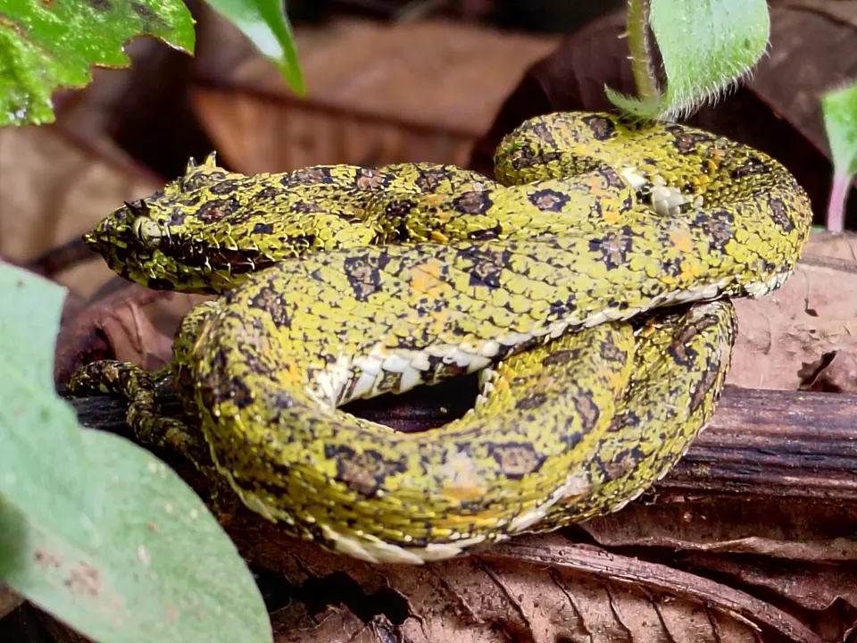 Eyelash viper in the rainforest