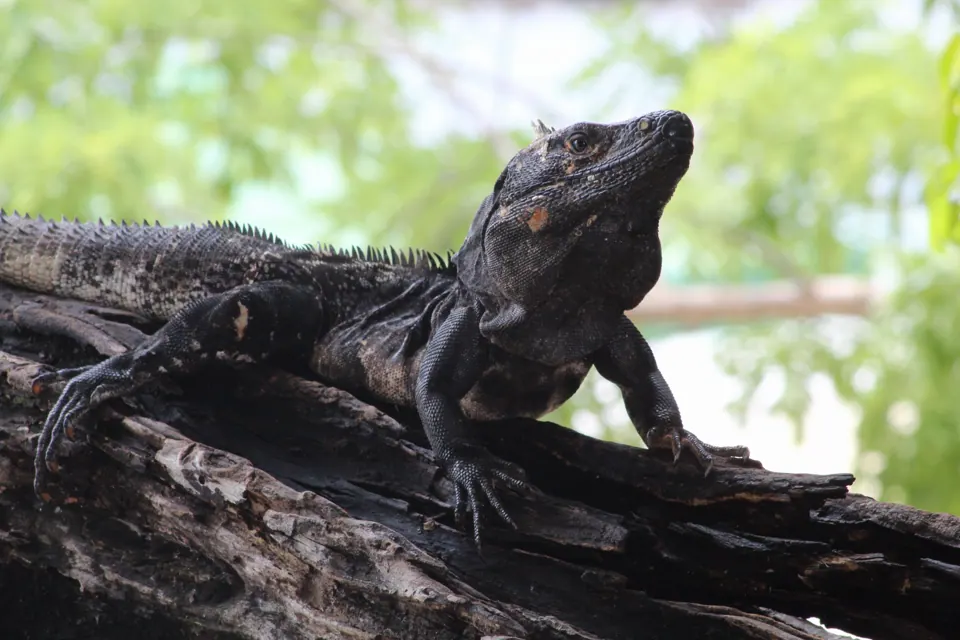 Iguana basking on a branch