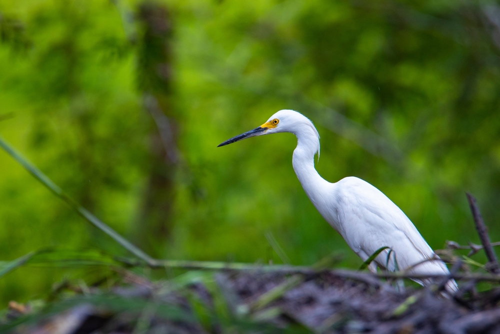 La Fortuna to Palo Verde